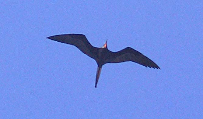 beachbird